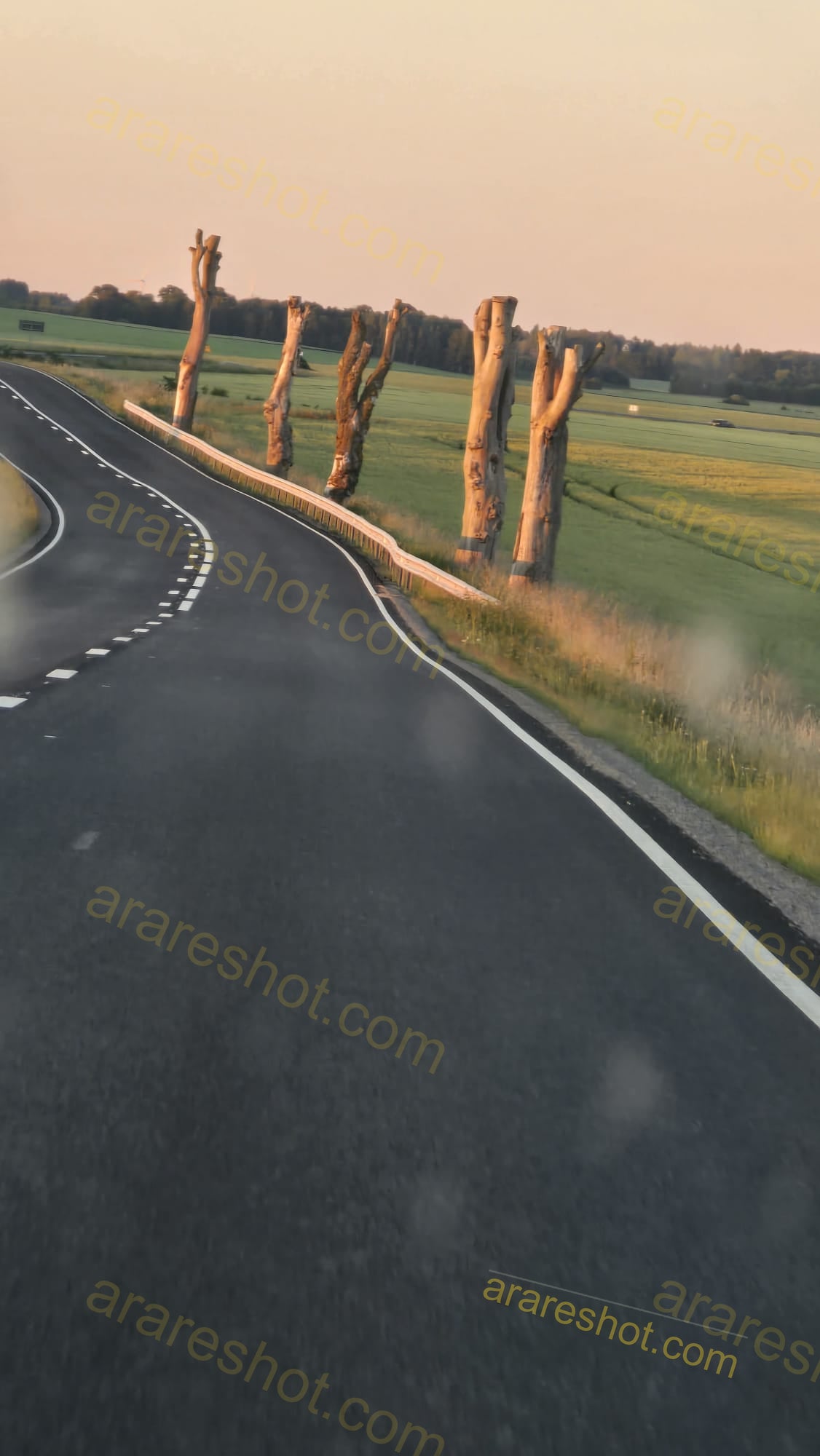 Curved Road with Bare Tree Trunks and Green Fields