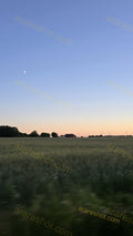 Field with houses and wind turbines at sunset