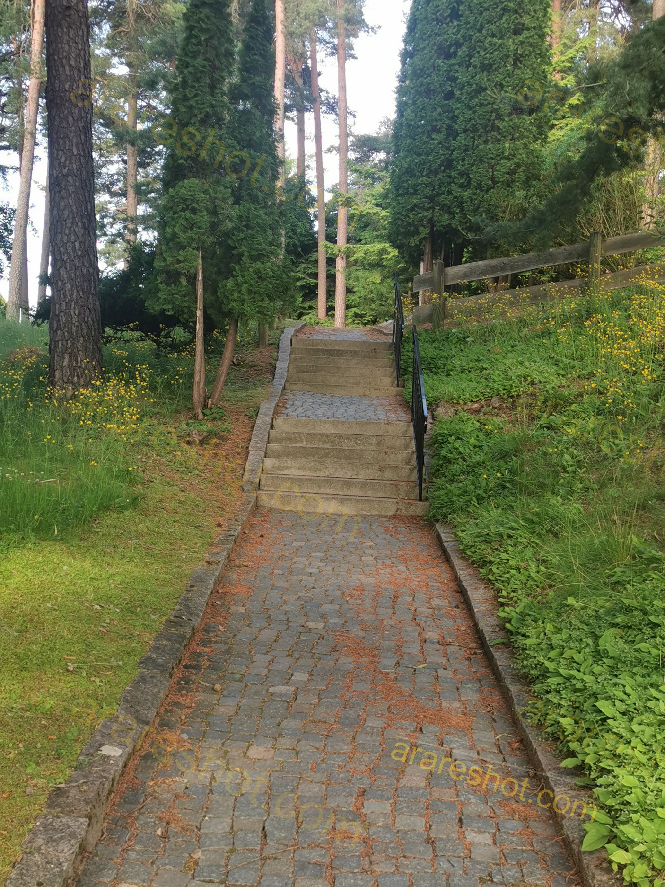 Serene Stone Pathway Through Lush Pine Forest with Wooden Fence