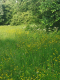 Lush Green Meadow with Wildflowers and Dense Trees