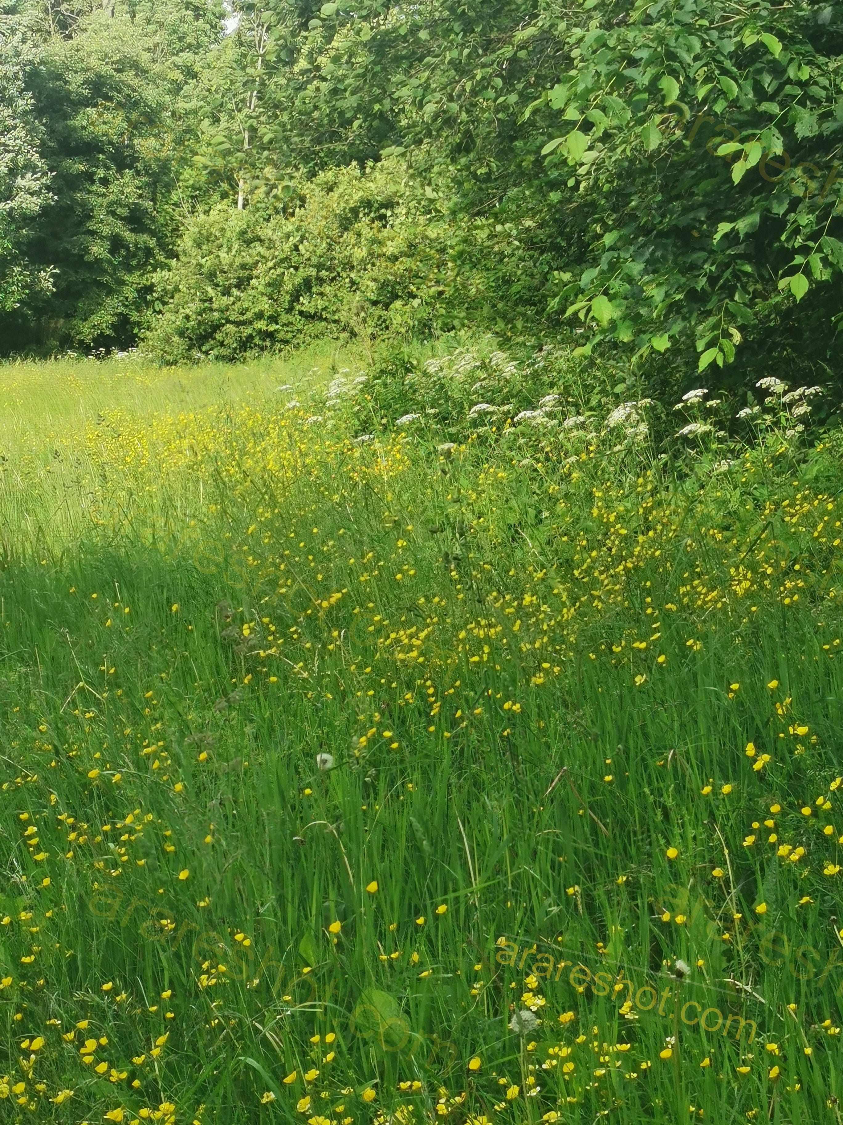 Lush Green Meadow with Wildflowers and Dense Trees