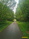 Tranquil Forest Path with Lush Greenery