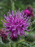 Close-up of Purple Thistle Flower with Water Droplets