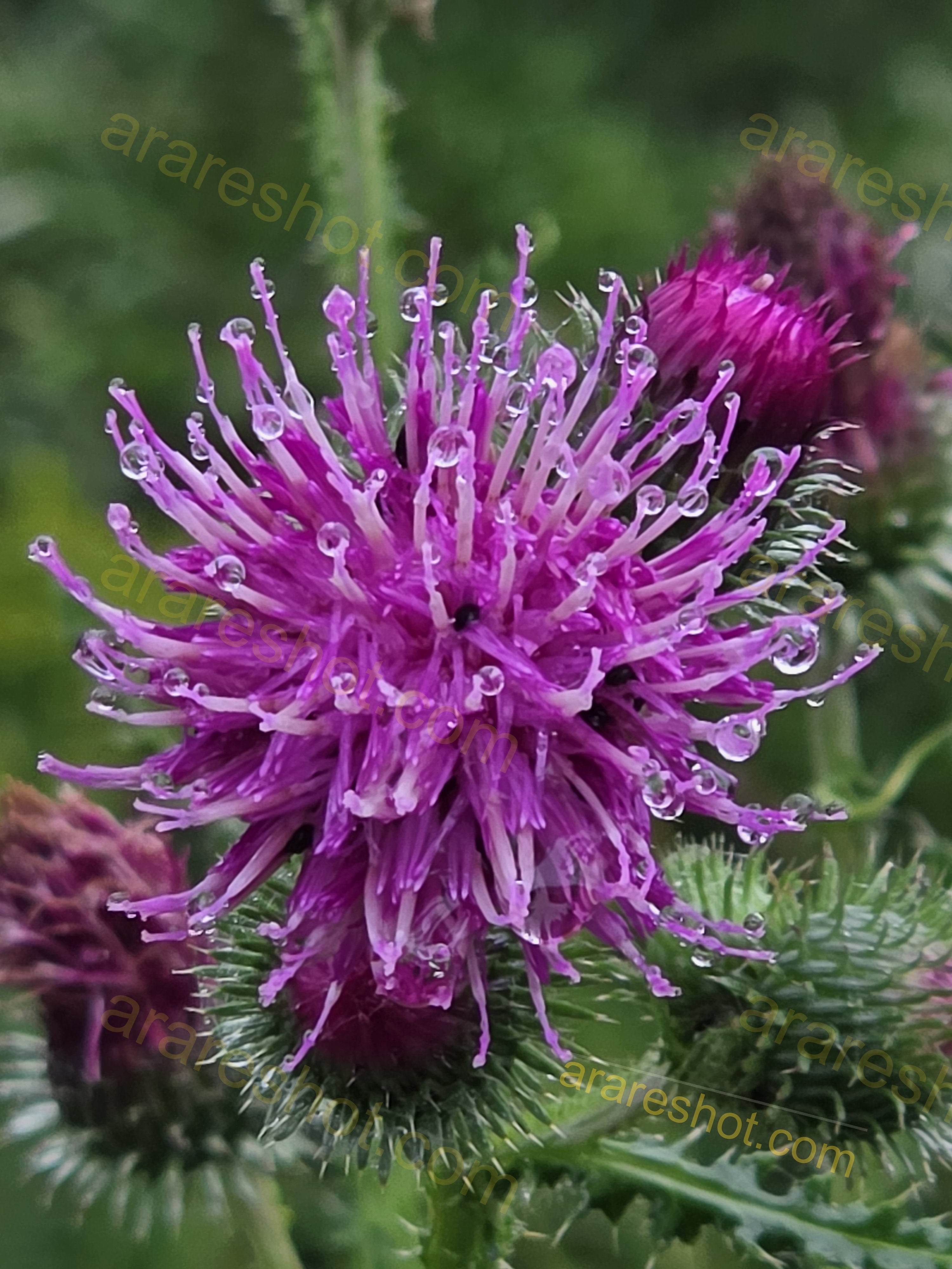 Close-up of Purple Thistle Flower with Water Droplets
