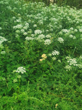 Green Vegetation with White Flower Clusters