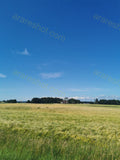 Field with Green Grass and Distant Brown House