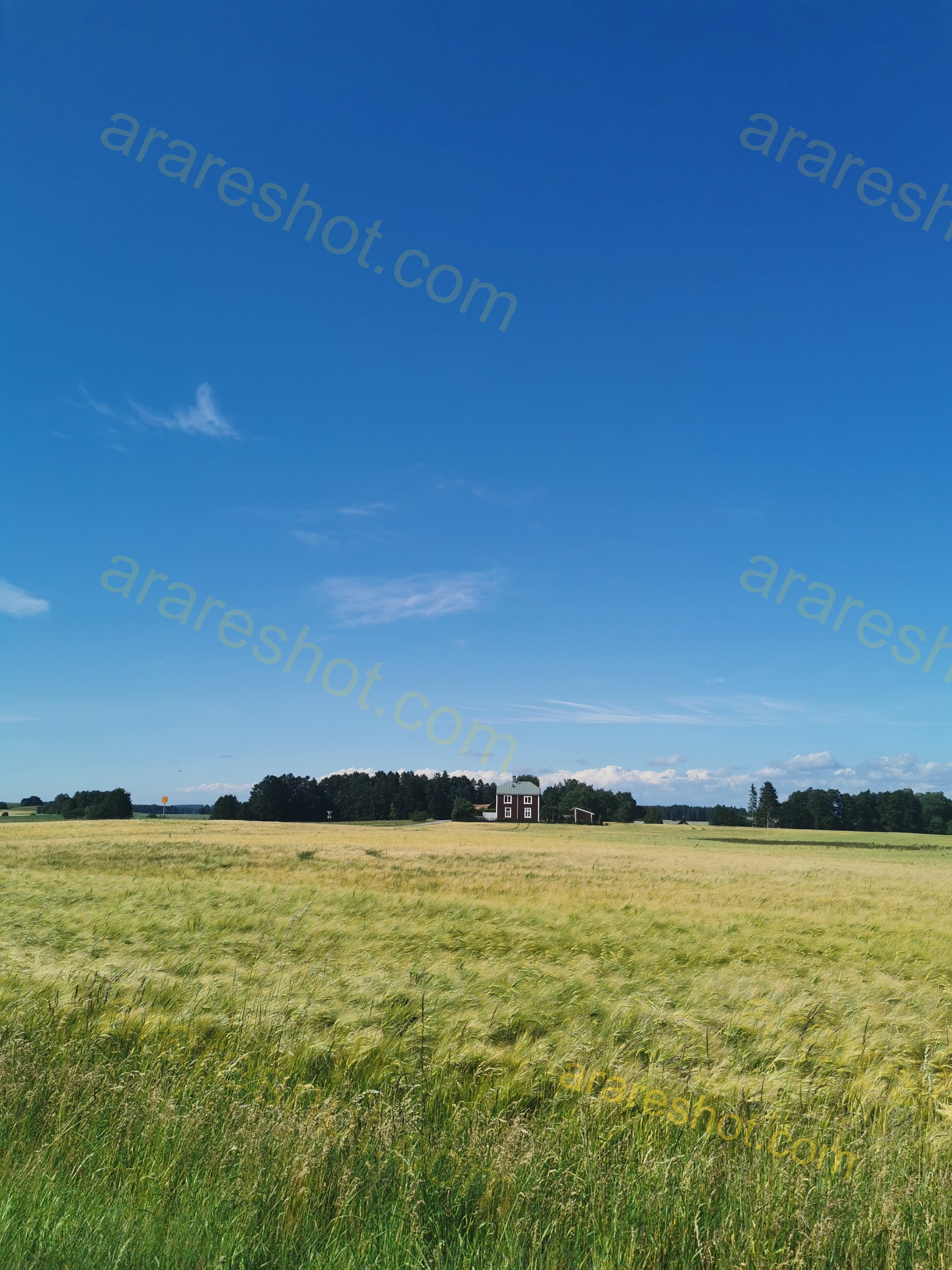 Field with Green Grass and Distant Brown House