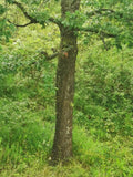 Vibrant Green Deciduous Tree with Lush Underbrush in Forest