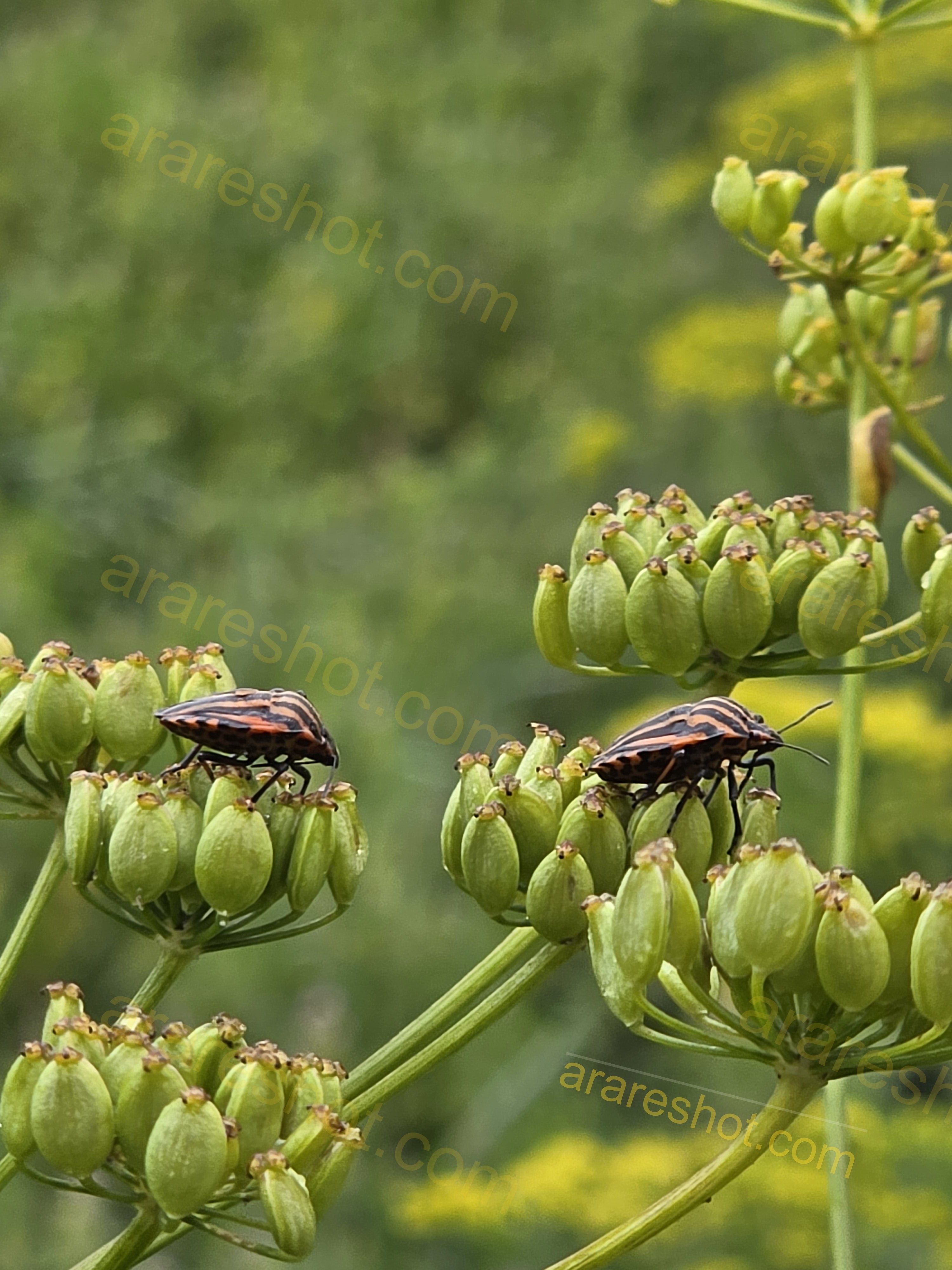 Striped Insects on Green Seed Pods