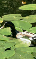Duck Swimming Among Green Lily Pads