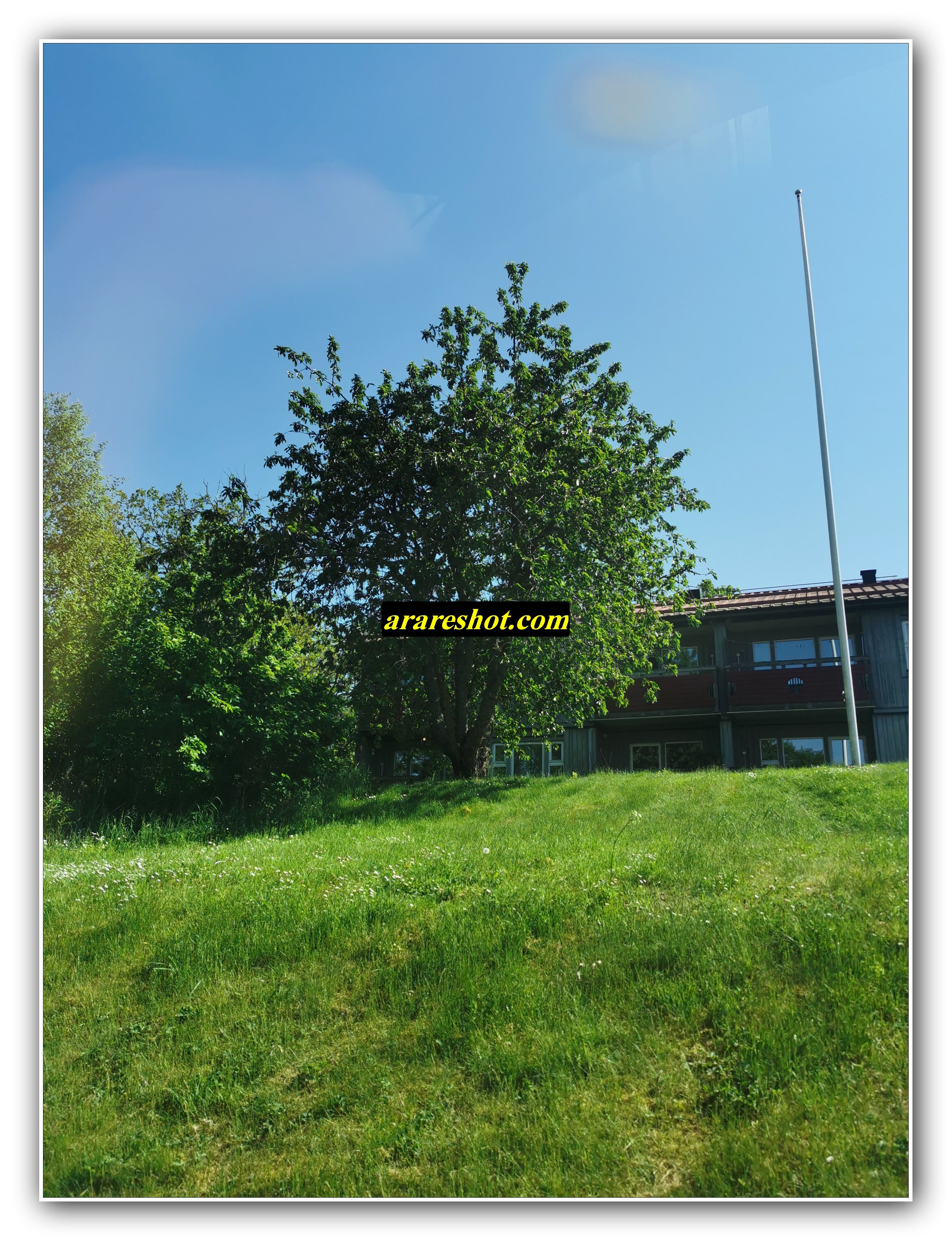Green Hill with Tree and Flagpole