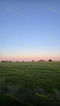 Green Field with Trees and Wind Turbines under Clear Sky