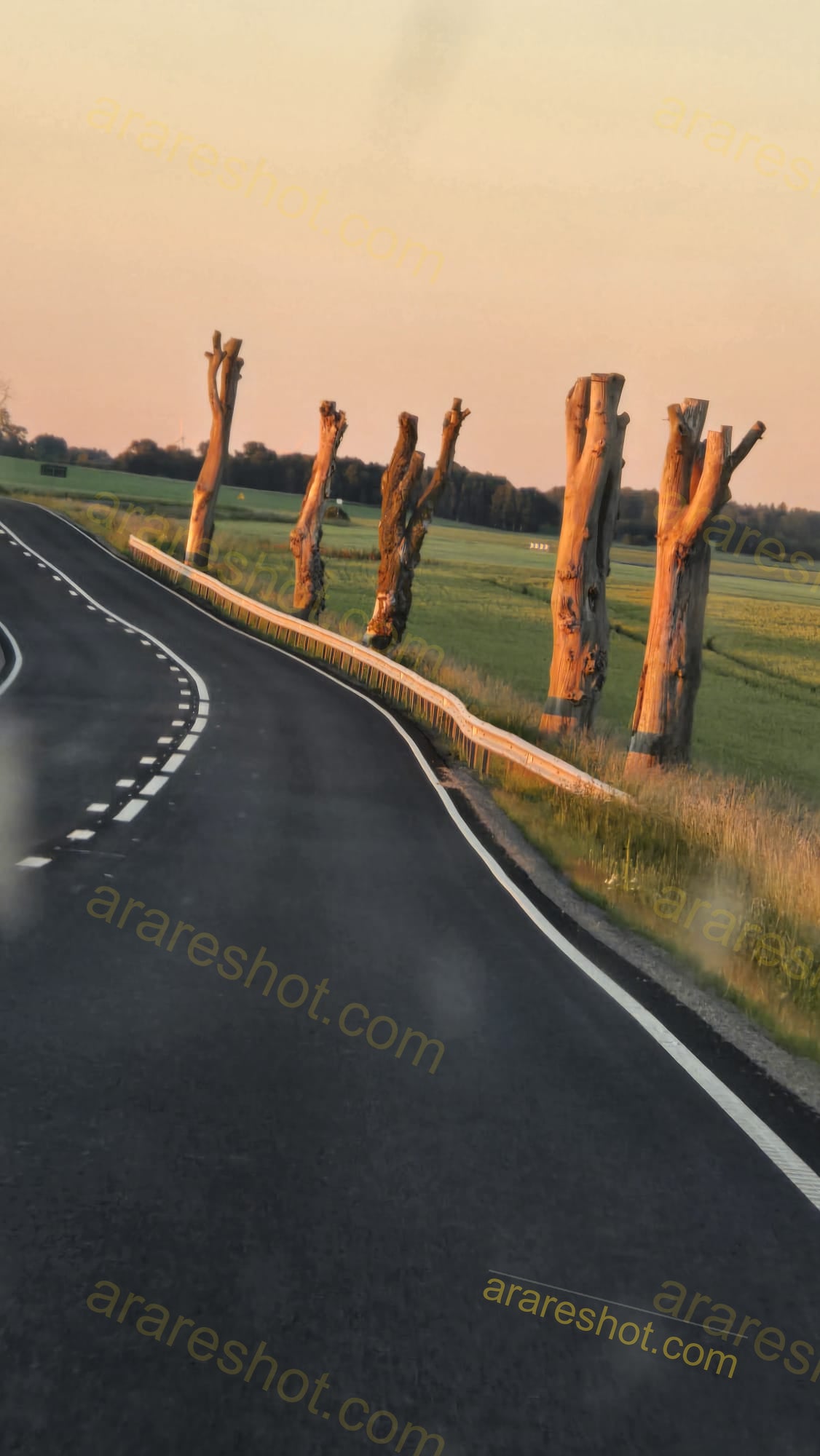 Curved Road with Cut Tree Trunks and Guardrail