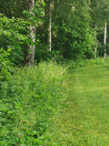 Lush Forest Edge with Birch Trees and Dense Greenery