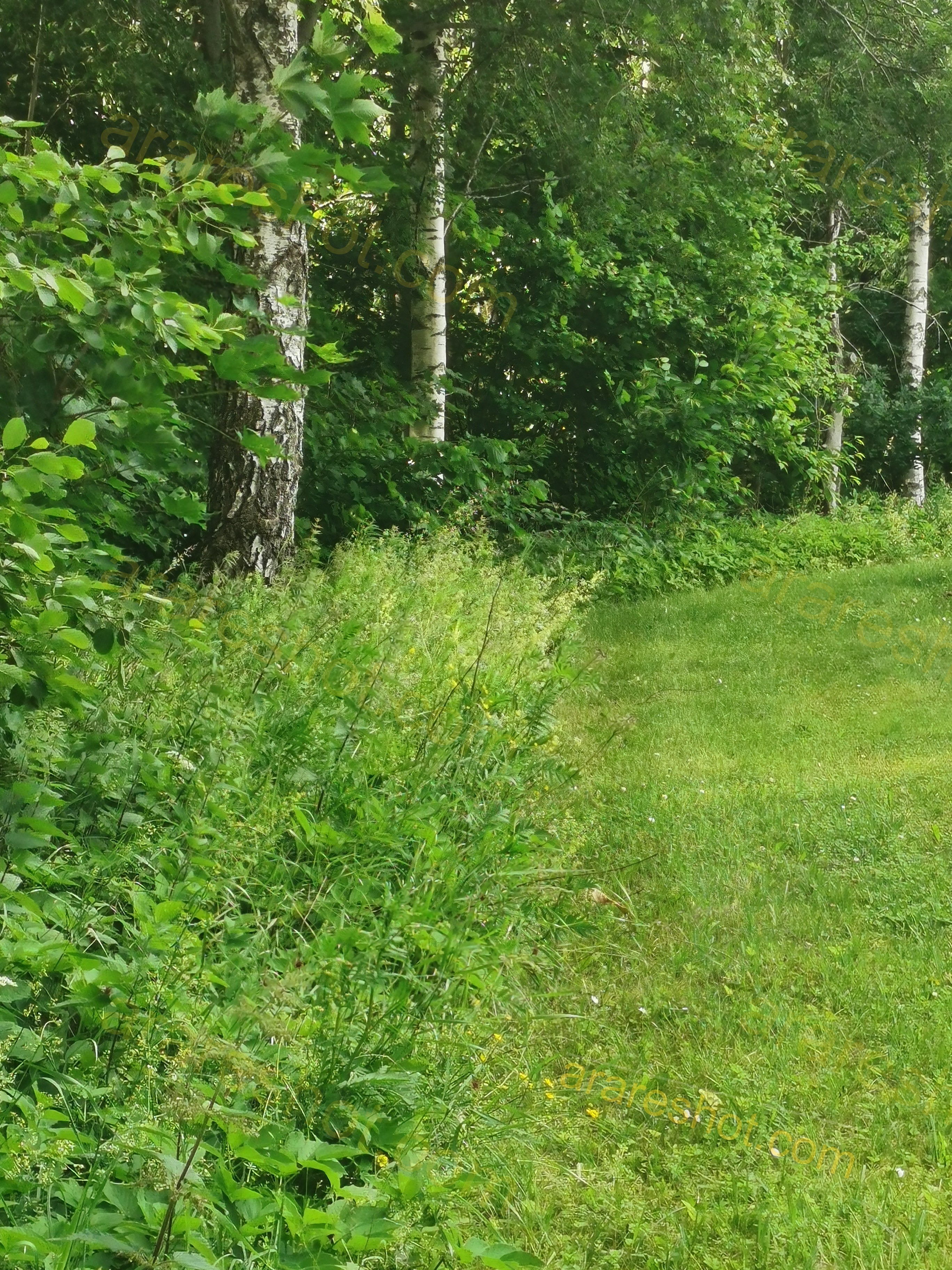 Lush Forest Edge with Birch Trees and Dense Greenery