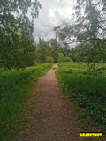 Serene Pond with Lily Pads and Lush Greenery
