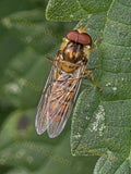Hoverfly on Green Leaf