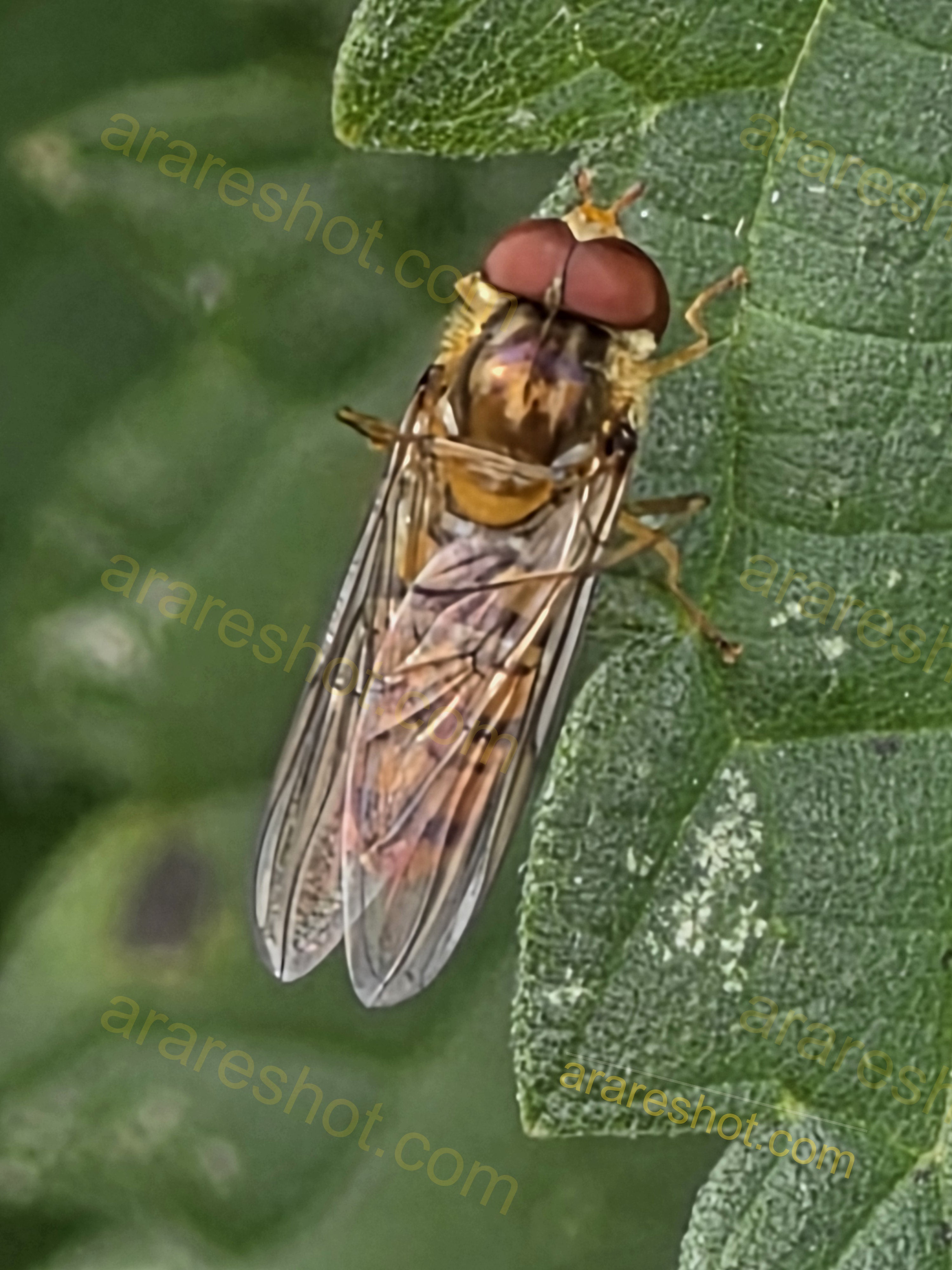Hoverfly on Green Leaf