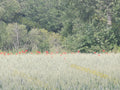 Field of Wheat with Red Flowers and Trees