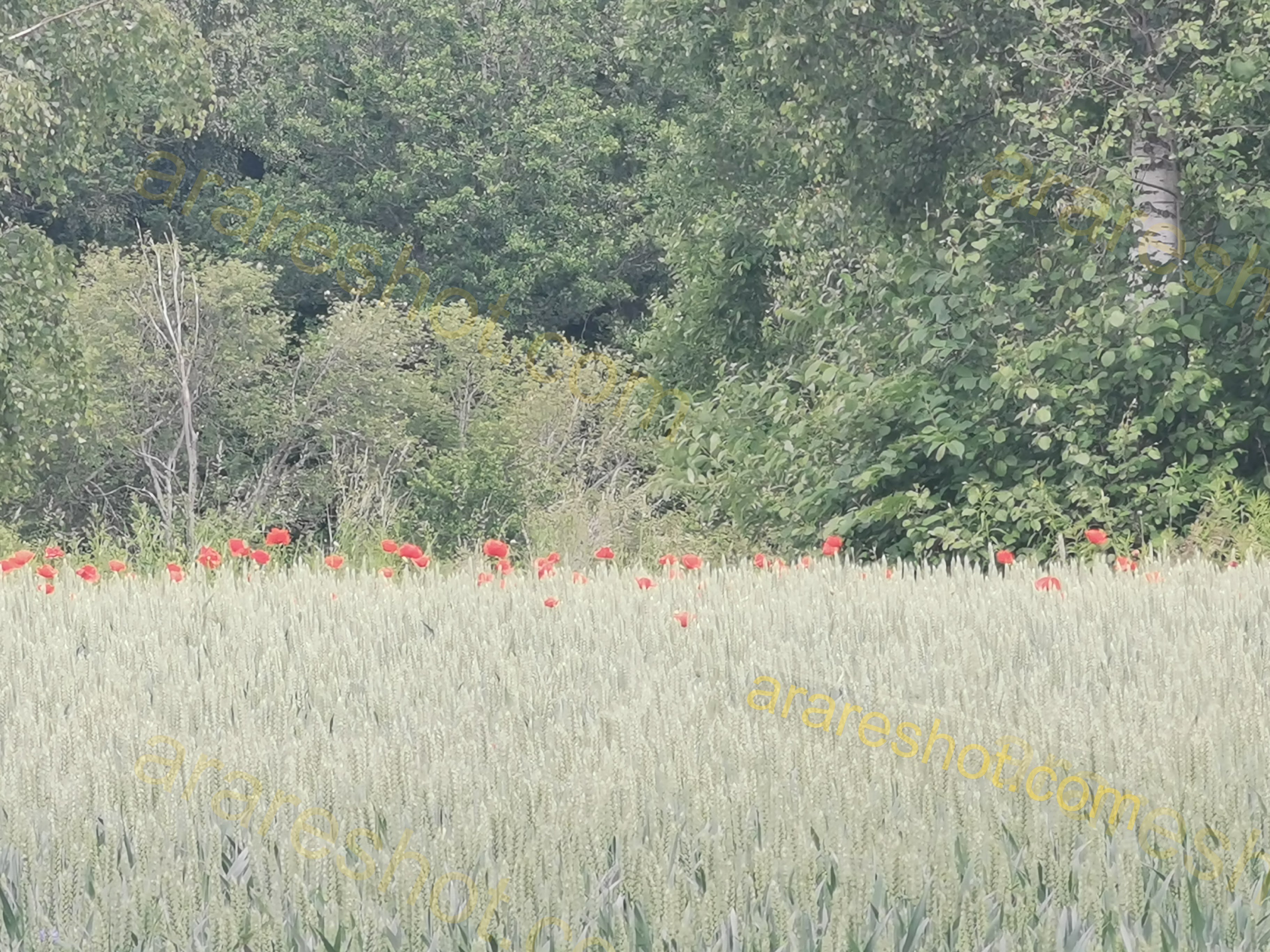 Field of Wheat with Red Flowers and Trees