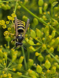 Black and Yellow Wasp on Yellow Flowers