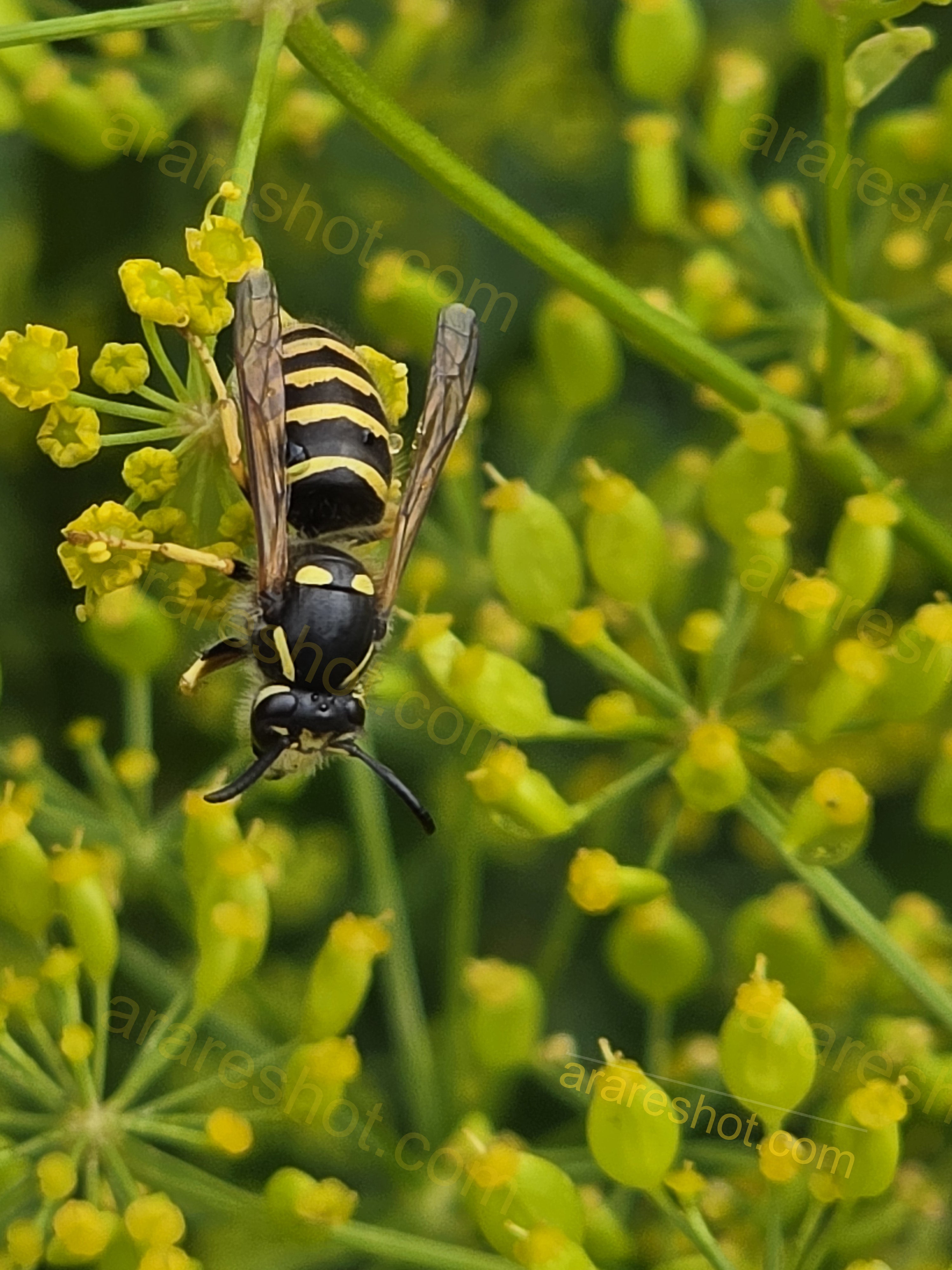 Black and Yellow Wasp on Yellow Flowers