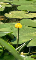 Yellow Water Lily Flower with Green Lily Pads
