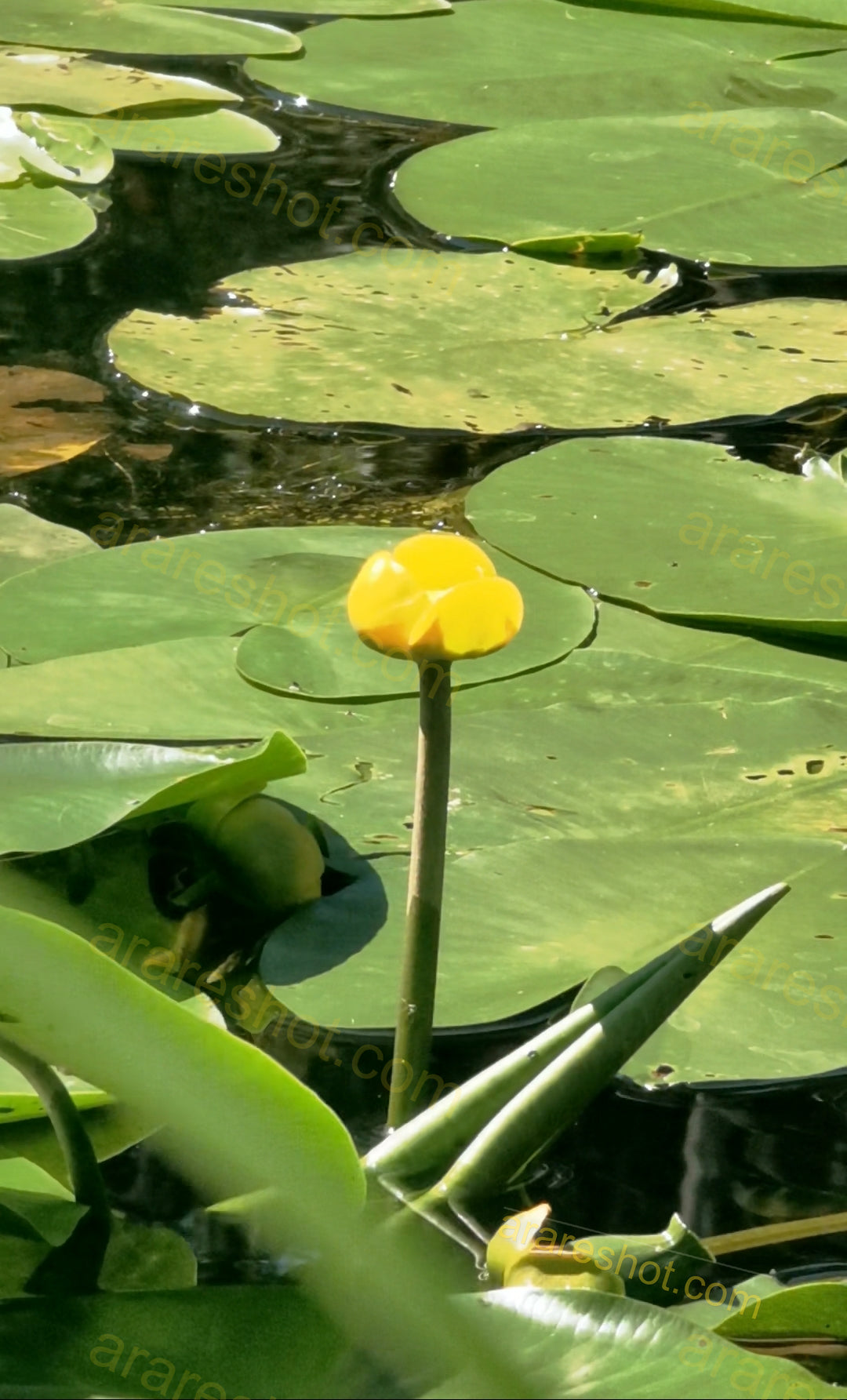Yellow Water Lily Flower with Green Lily Pads