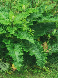 Lush Green Leafy Plant in Natural Habitat