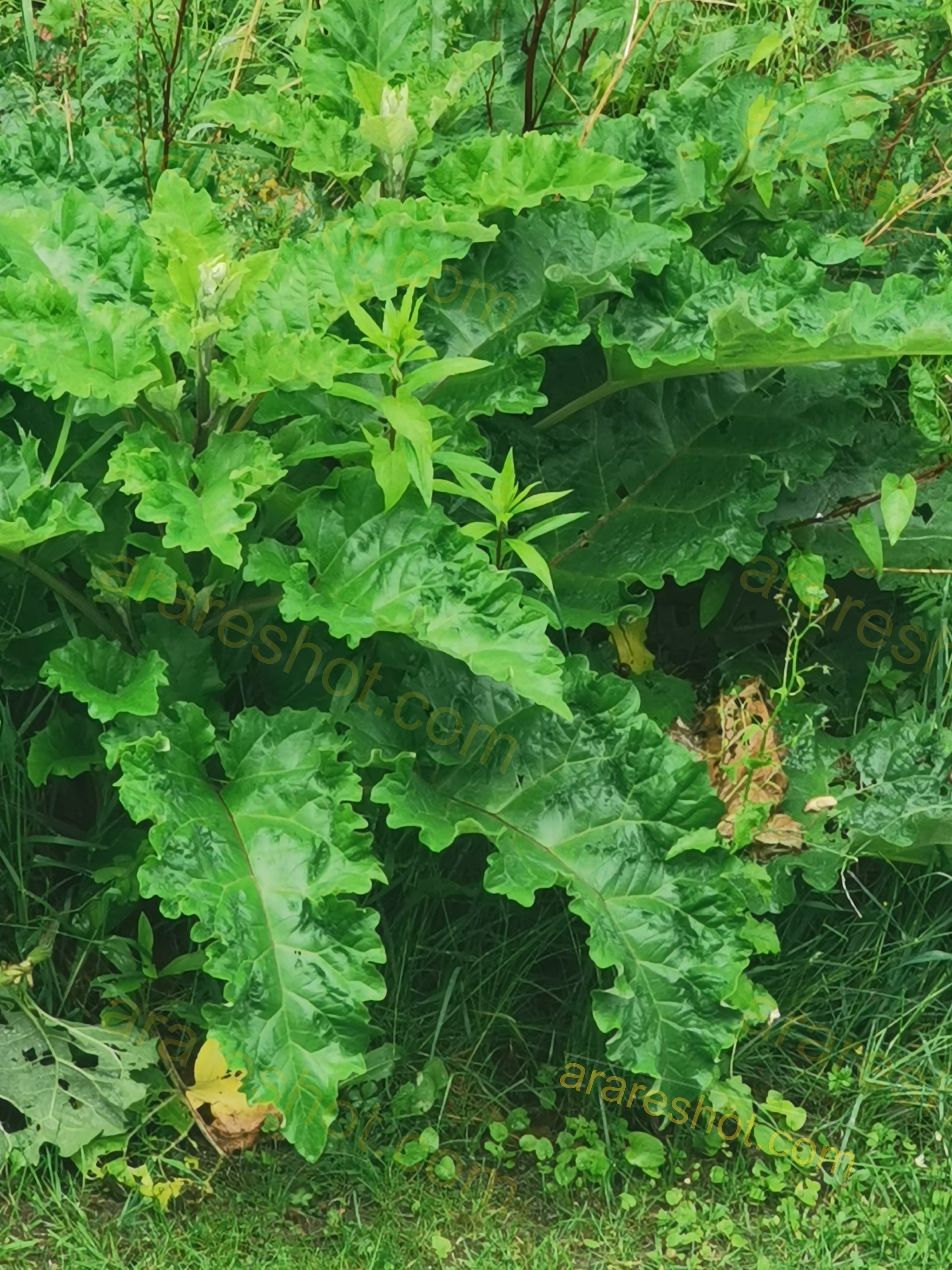 Lush Green Leafy Plant in Natural Habitat