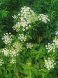 White Wildflowers with Green Leaves