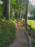 Serene Pine Forest Avenue with Lush Greenery