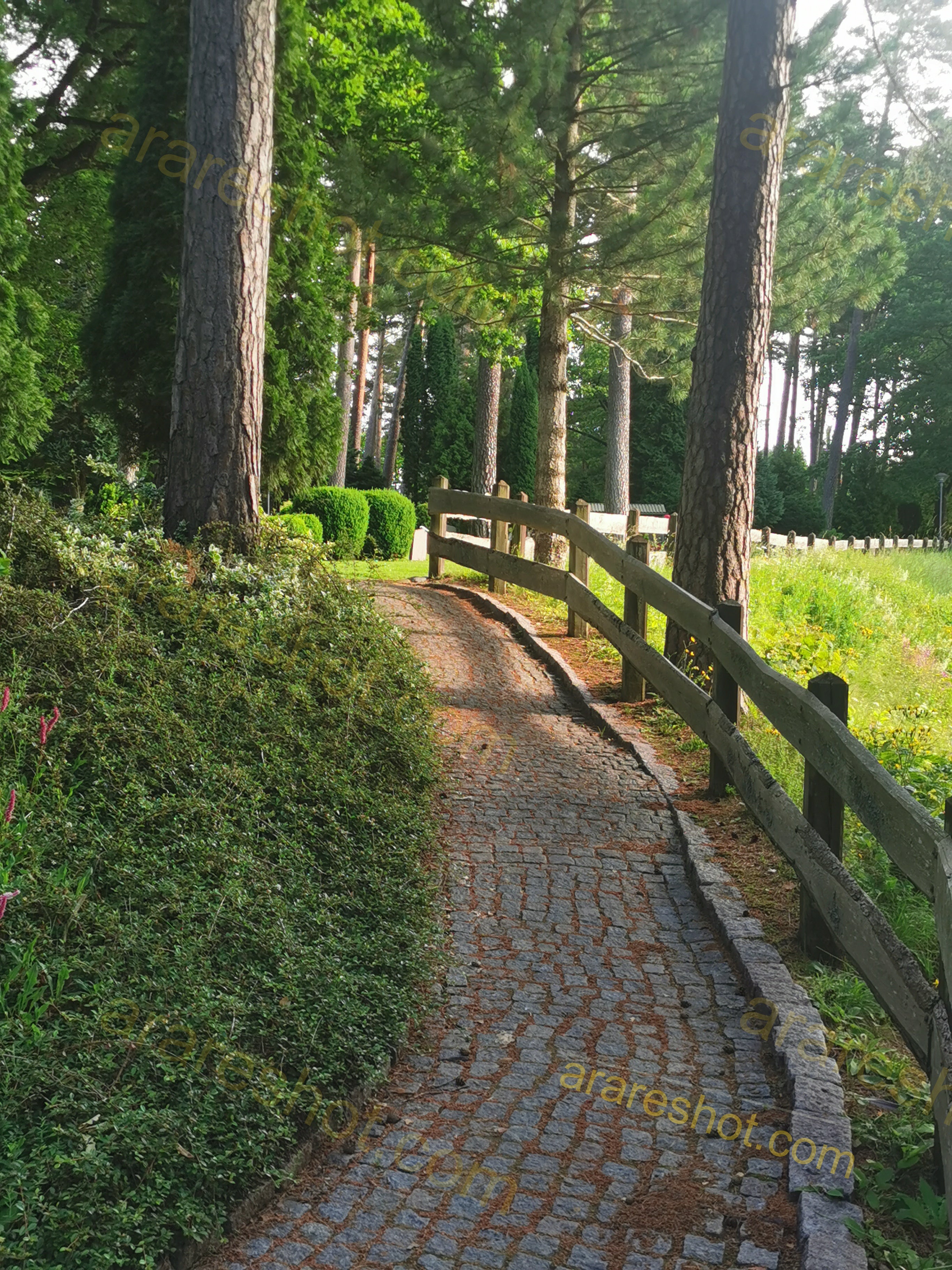Serene Pine Forest Avenue with Lush Greenery