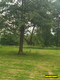 Tranquil River Scene with Migrating Ducks