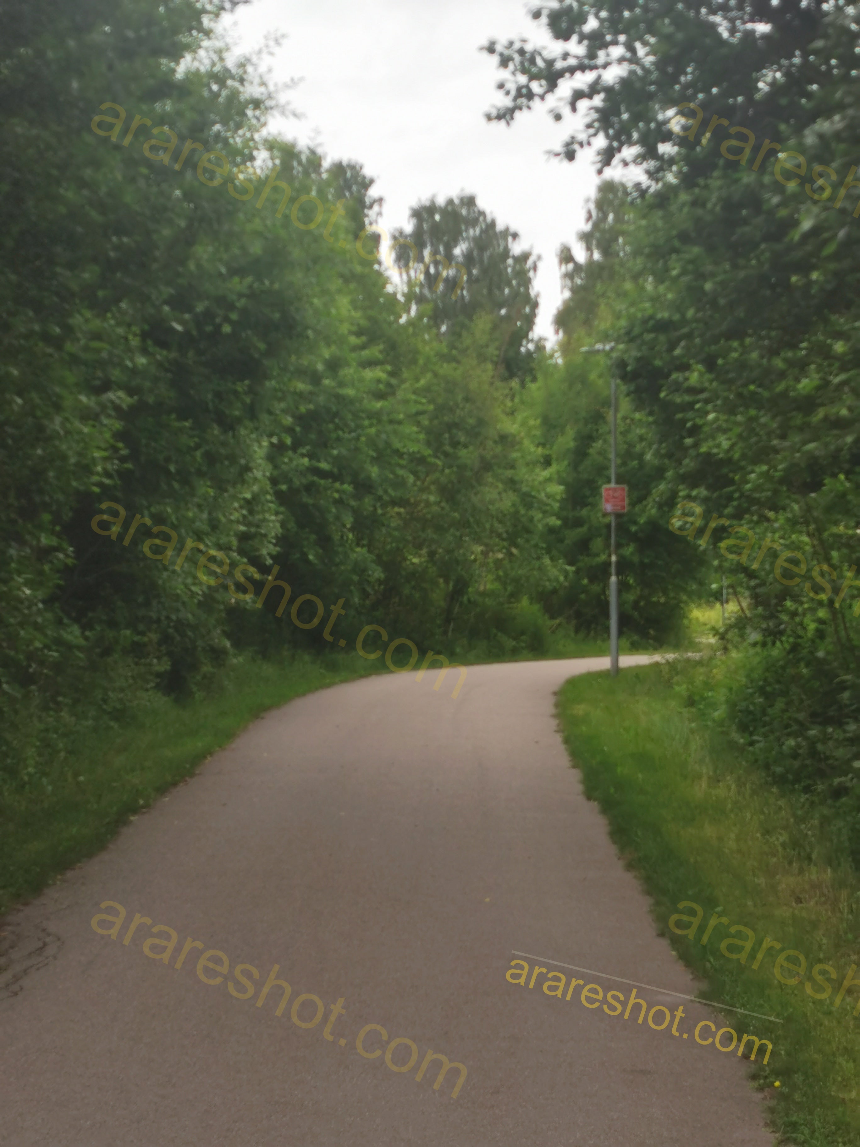 Curved Pathway with Trees on Both Sides
