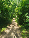 Serene Forest Trail Bathed in Sunlight