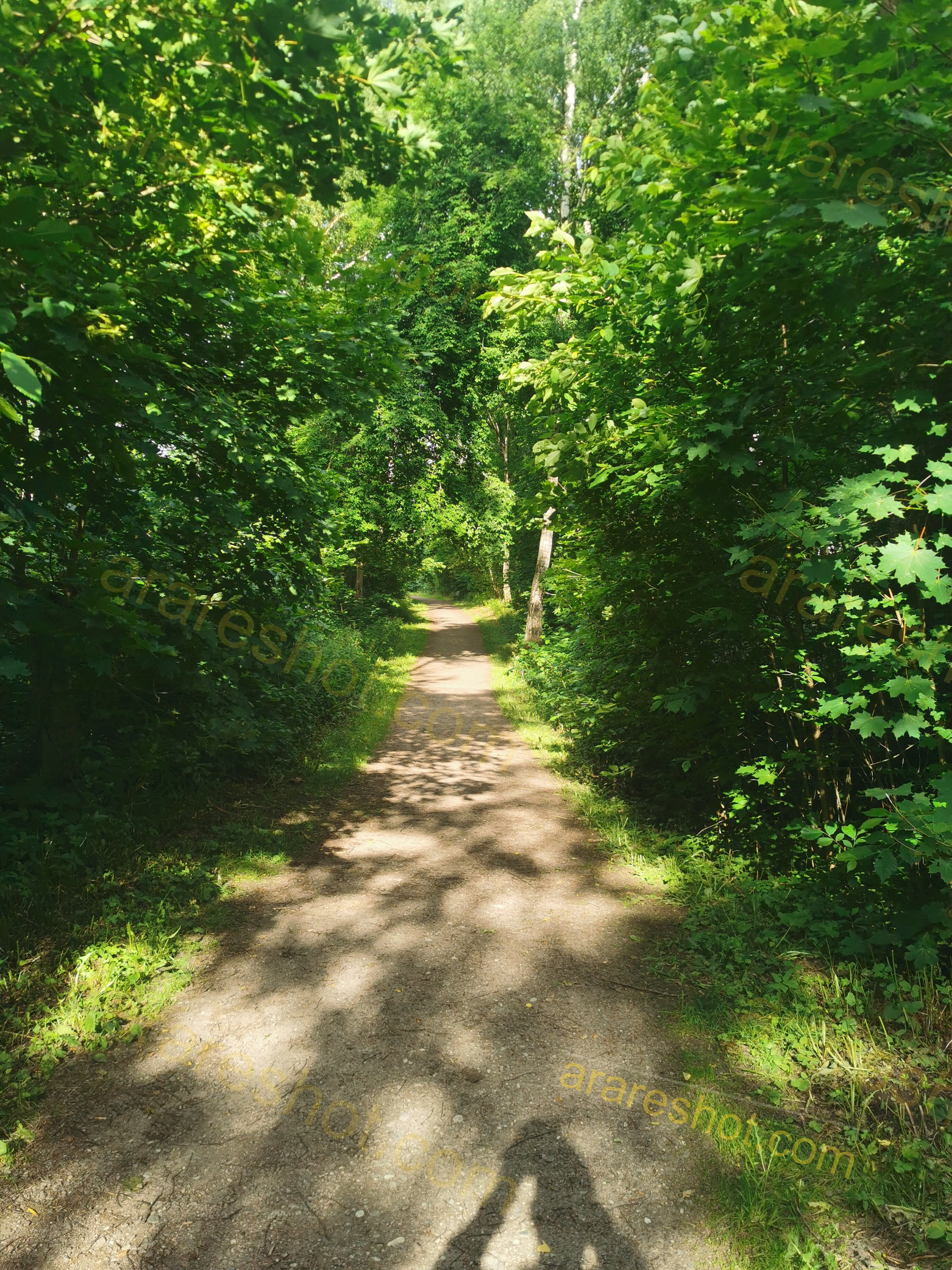 Serene Forest Trail Bathed in Sunlight