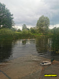 Serene Ducks on Tranquil Lakeside Nature Scene