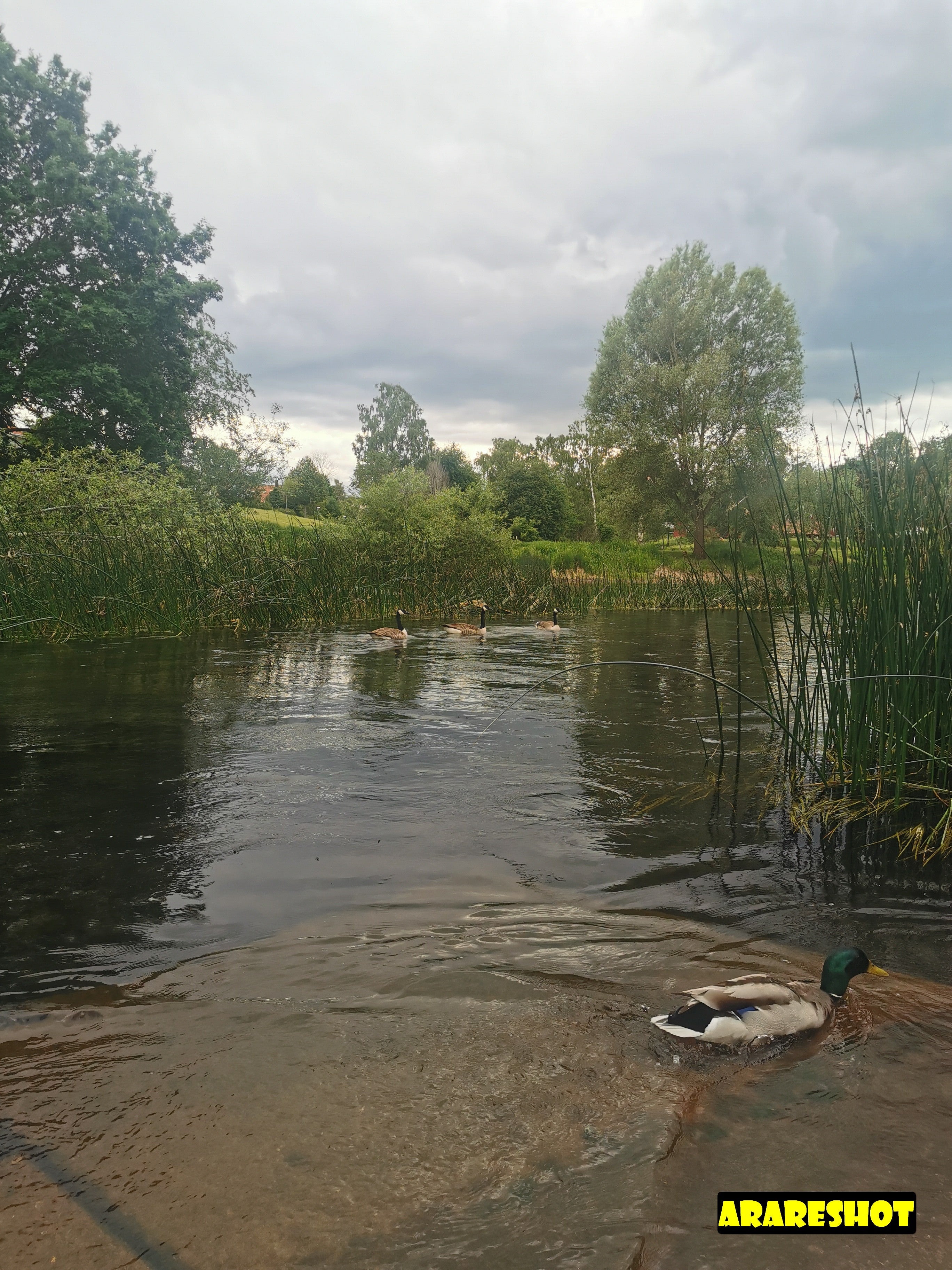 Serene Ducks on Tranquil Lakeside Nature Scene