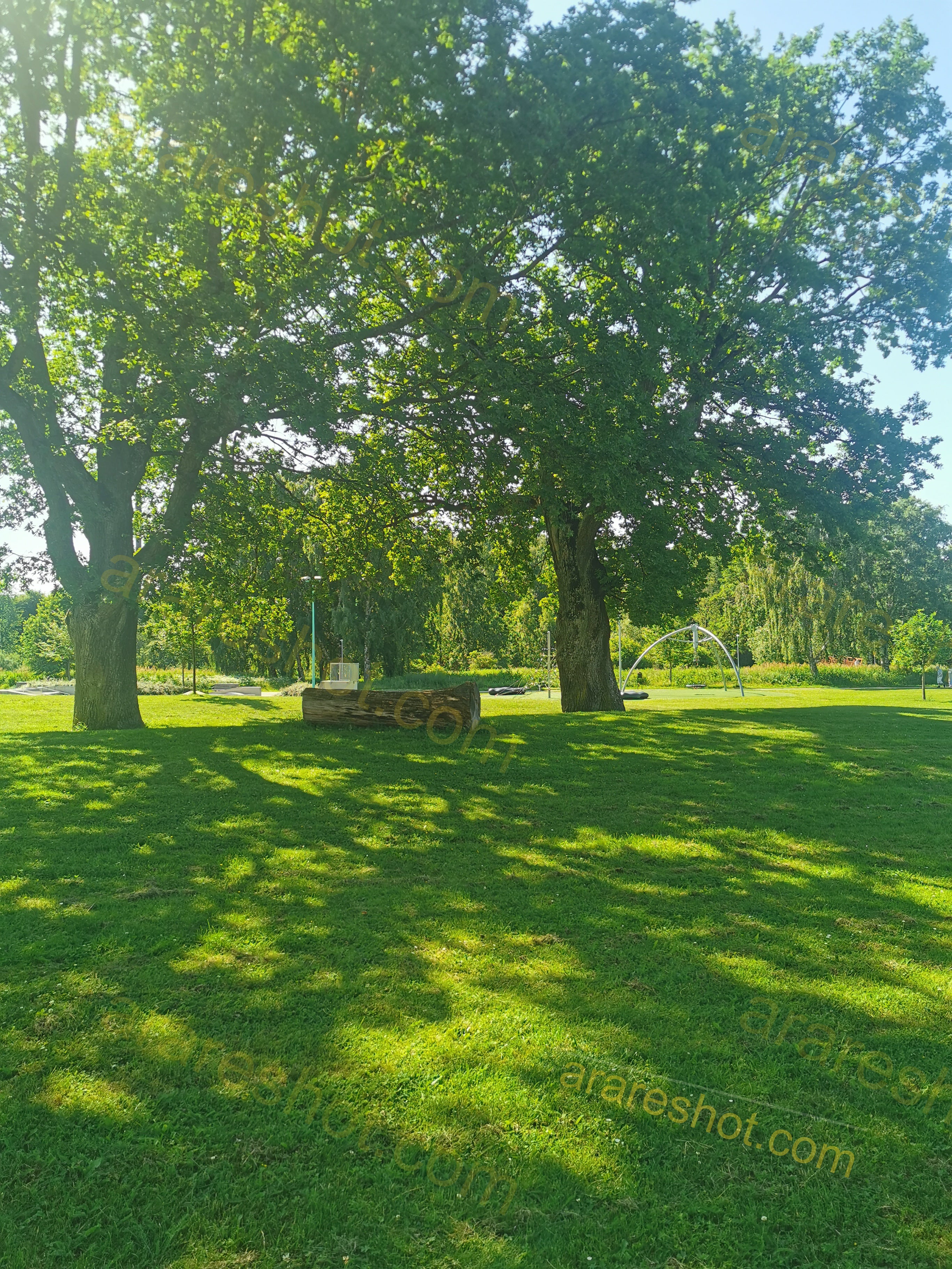 Large Trees with Green Grass in Park
