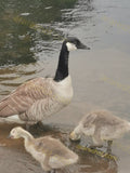 Canada Goose with Two Goslings in Water