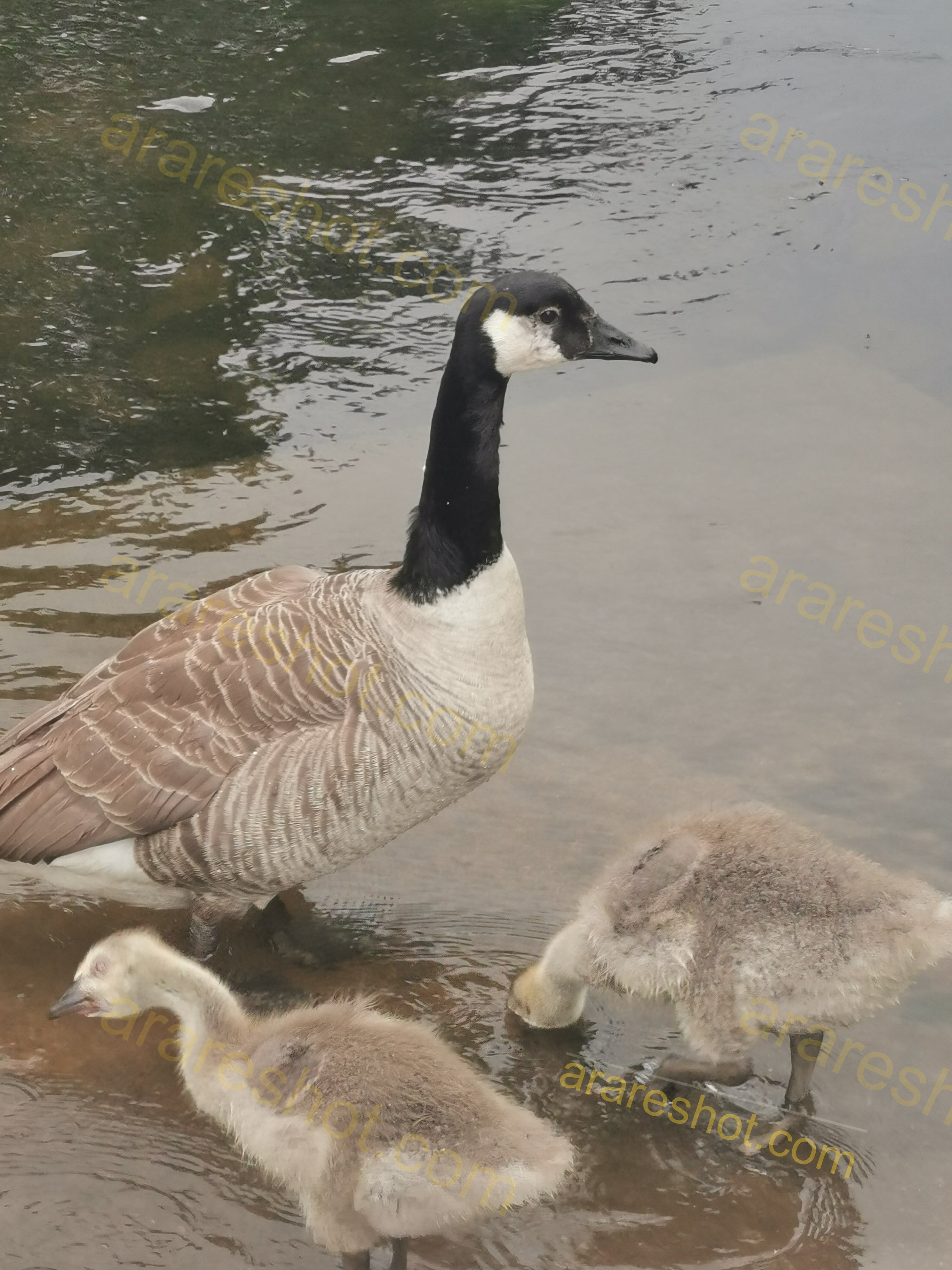 Canada Goose with Two Goslings in Water