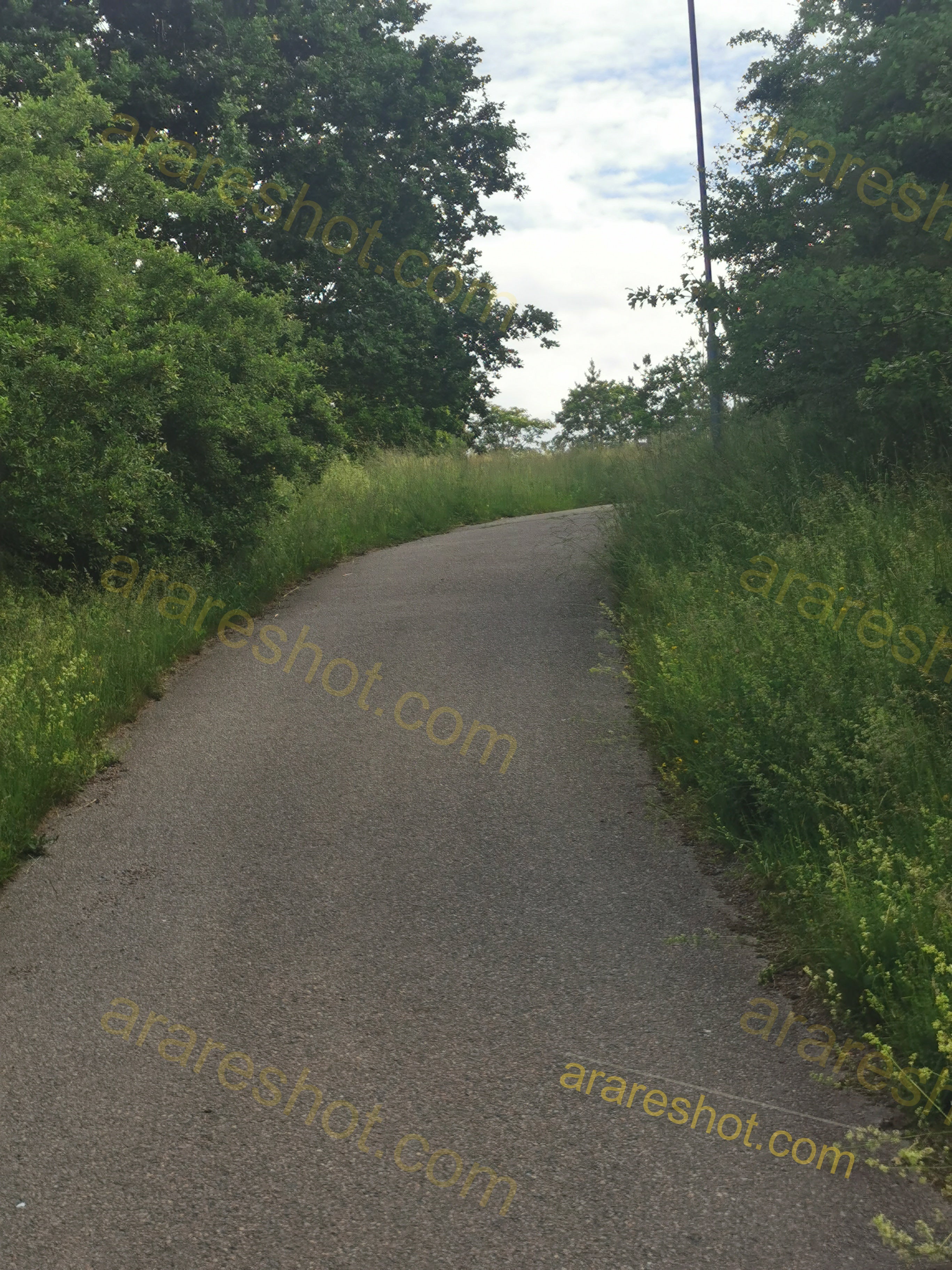 Scenic Winding Pathway Surrounded by Lush Greenery