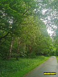 Lush Green Trees Under Cloudy Sky
