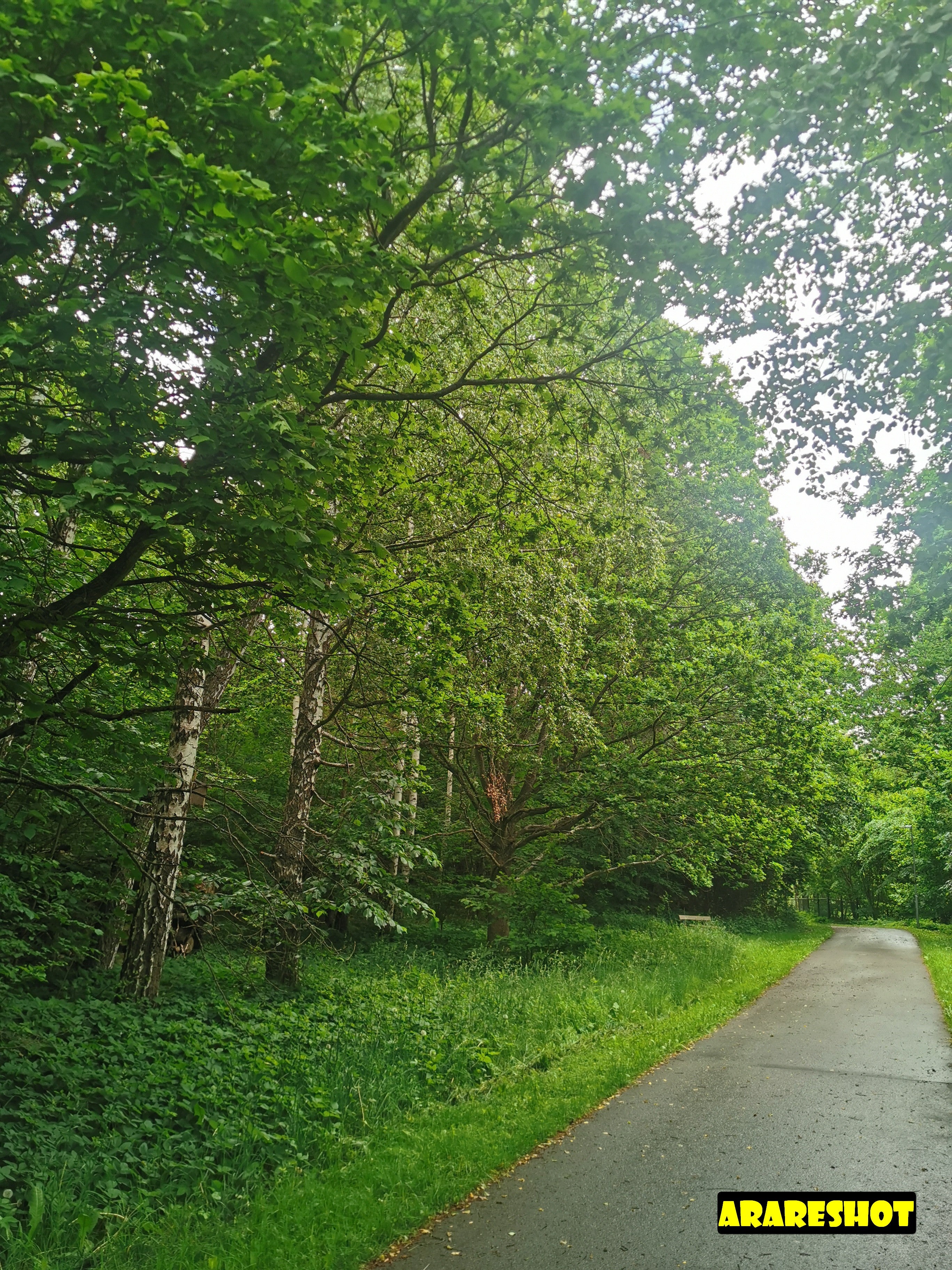 Lush Green Trees Under Cloudy Sky