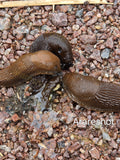 0Three Brown Slugs on Rocky Ground