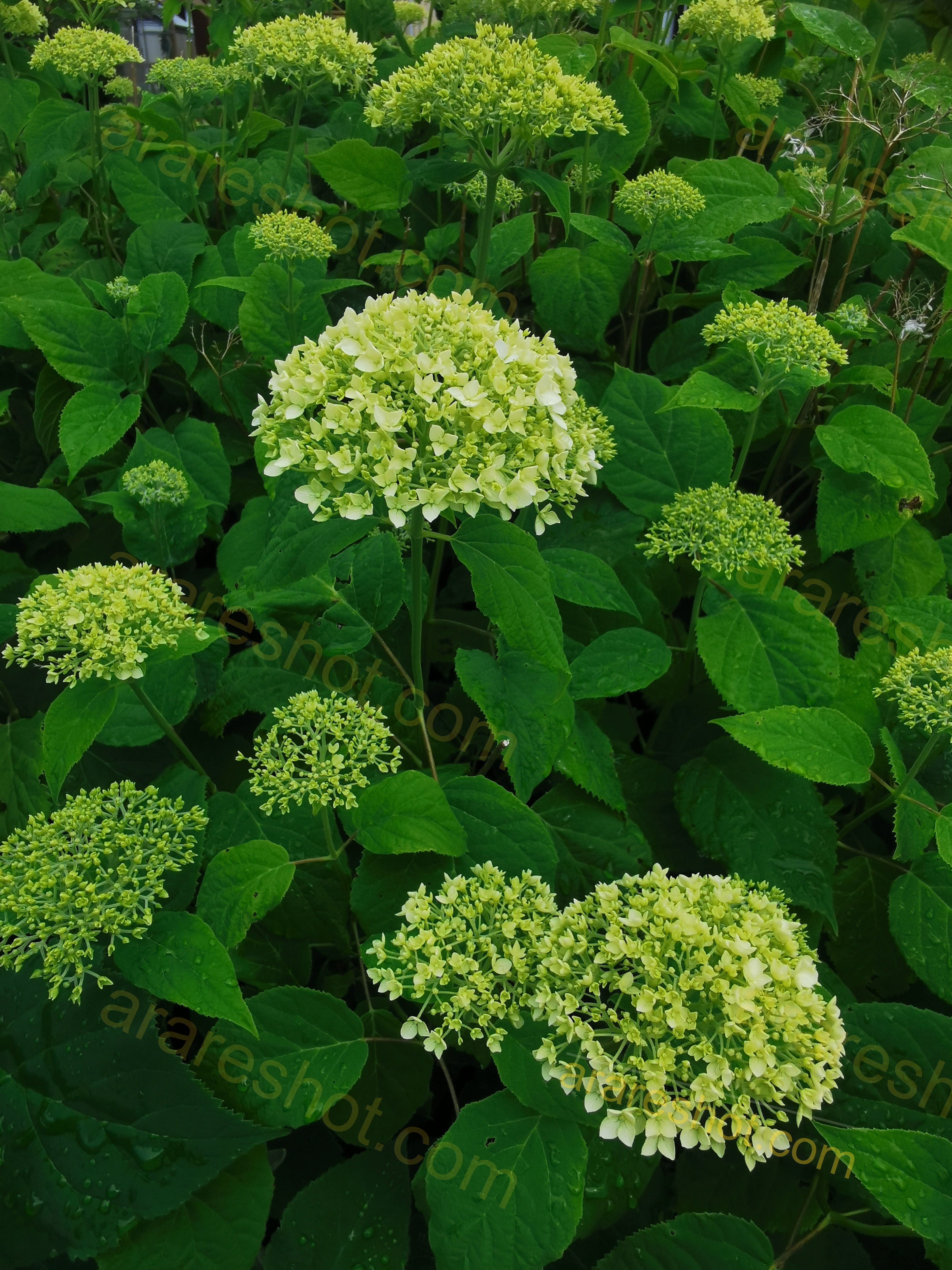 Green Hydrangea Flowers with Leaves