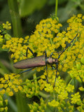 Long Antenna Beetle on Yellow Flower