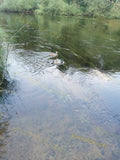 Two Ducks Swimming in Clear River Water