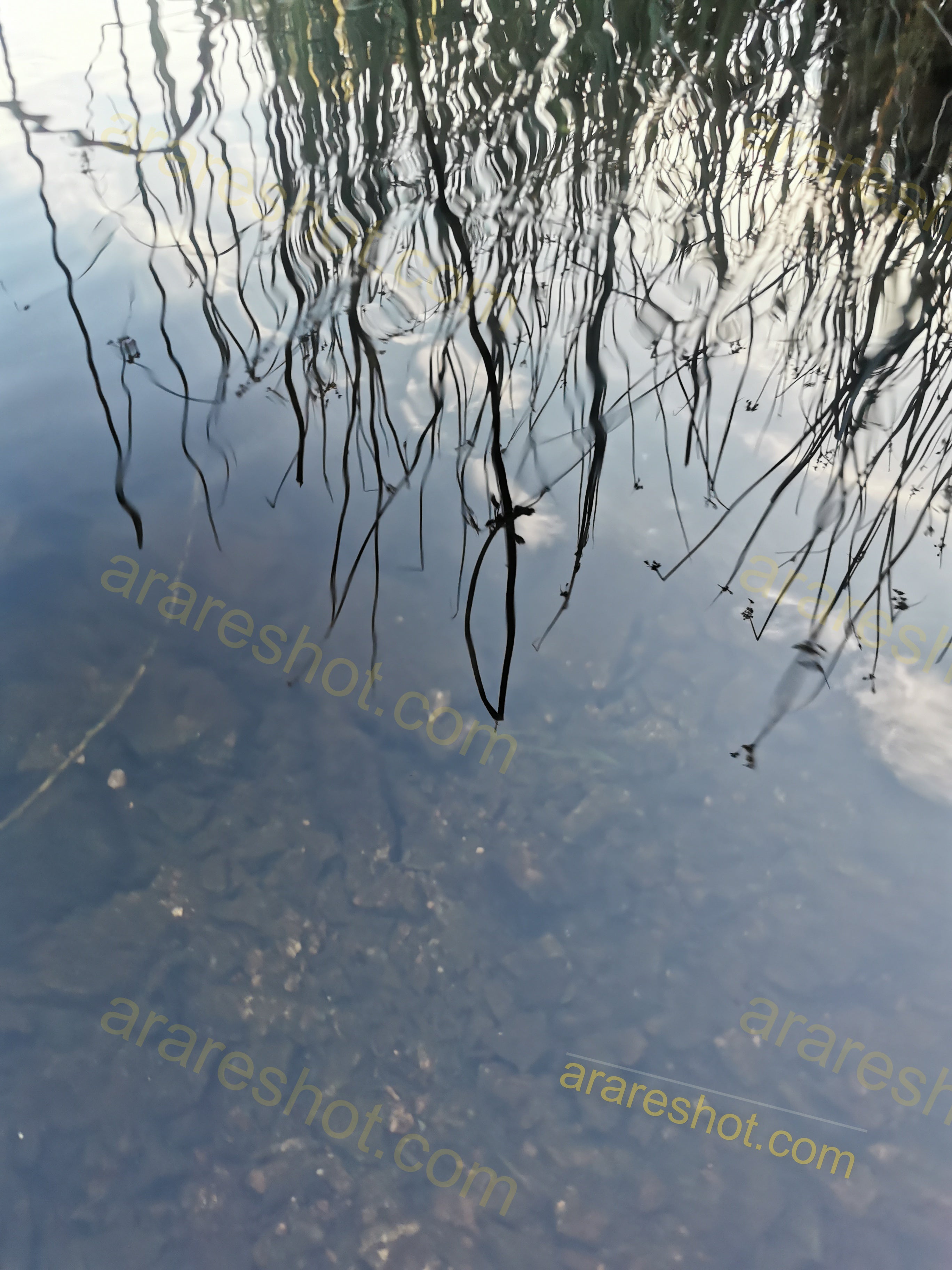 Water Surface with Reflected Plants and Visible Rocks